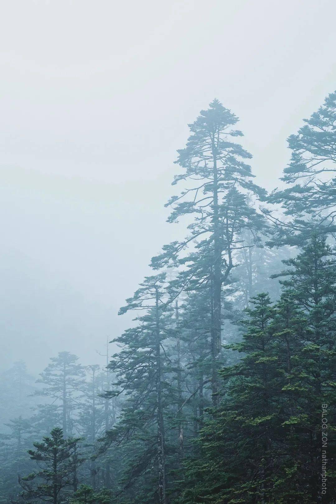 创作猫